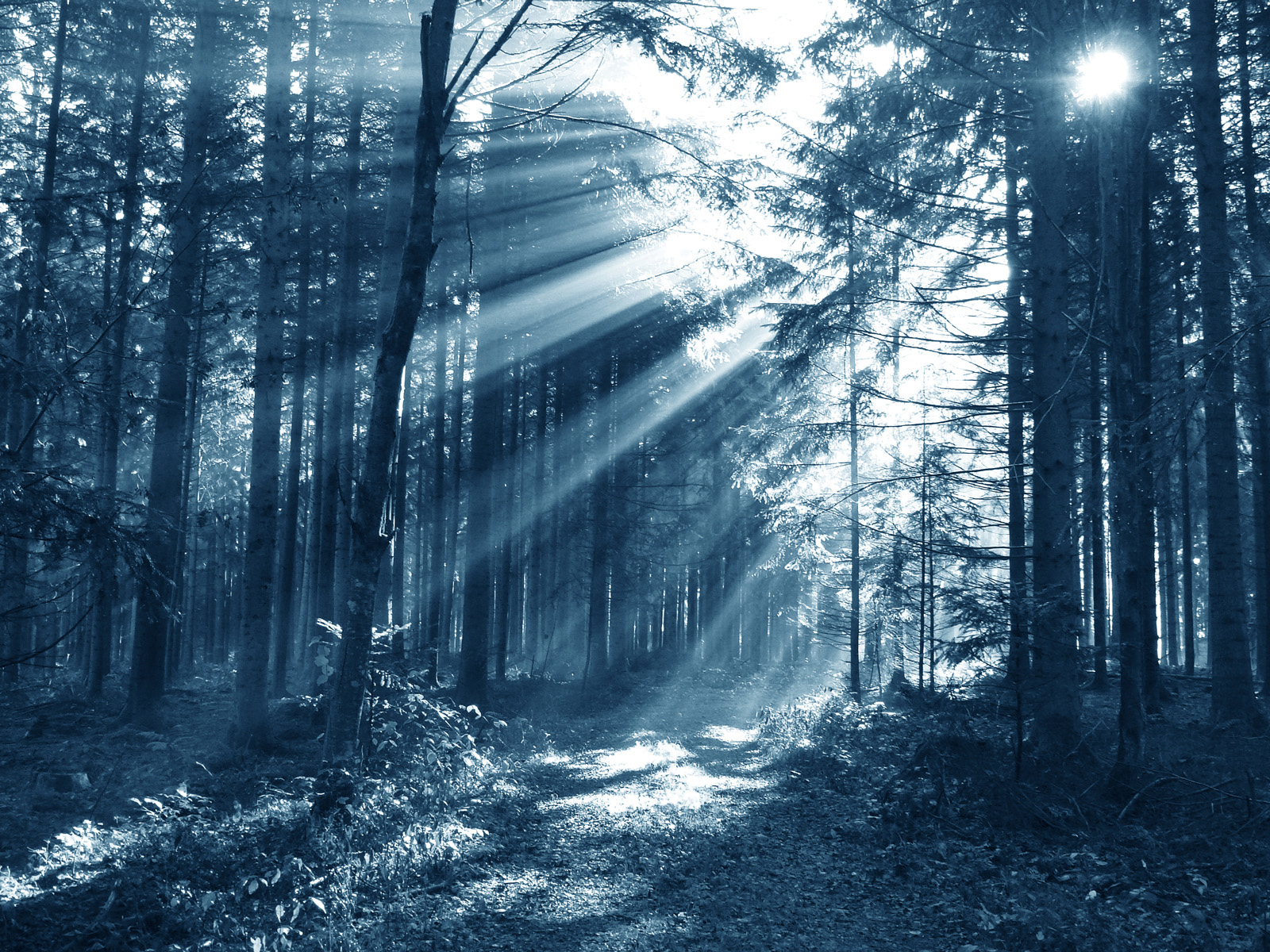 Bestattung In Frankfurt Piet t Im Pr fling In Frankfurt Am Main