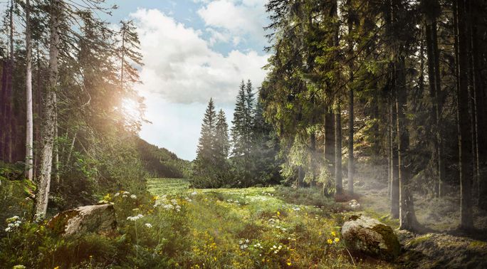 Lichtung im Wald auf die die Sonne scheint