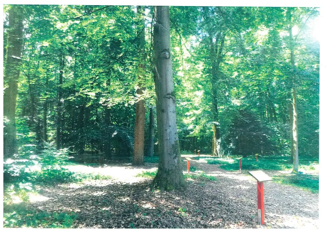 Baume und Erklärungtafeln an einer schönen Lichtung im Trauerwald in Frankfurt